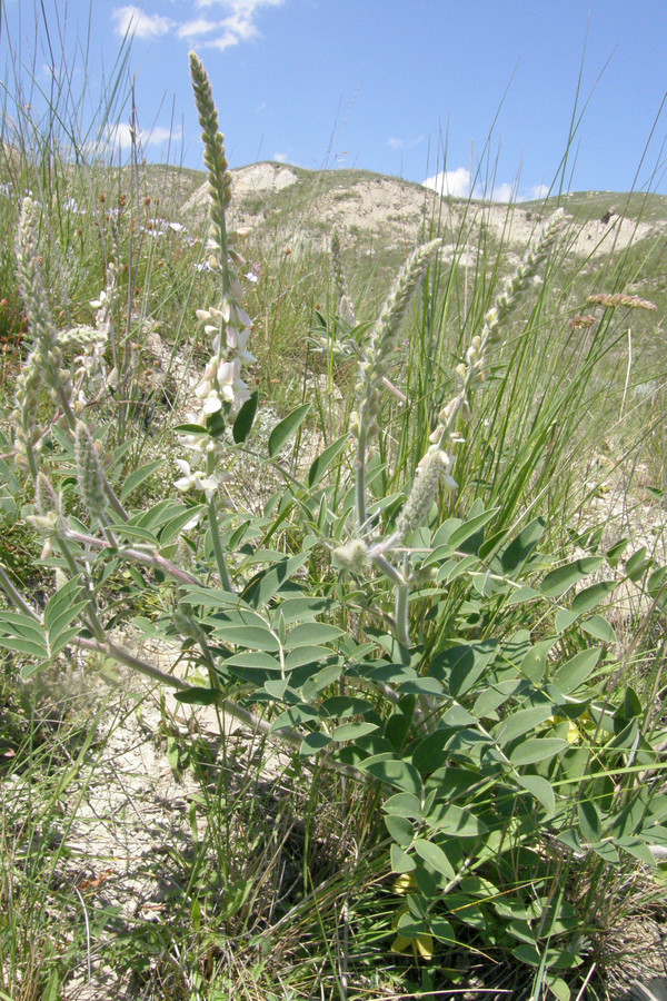 Image of Onobrychis pallasii specimen.