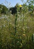 Oenothera biennis. Цветущее растение с кормящейся мухой-журчалкой в окружении Erigeron annuus. Республика Адыгея, окраина пос. Каменномостский, ур. Холодное, луг. 31 июля 2022 г.