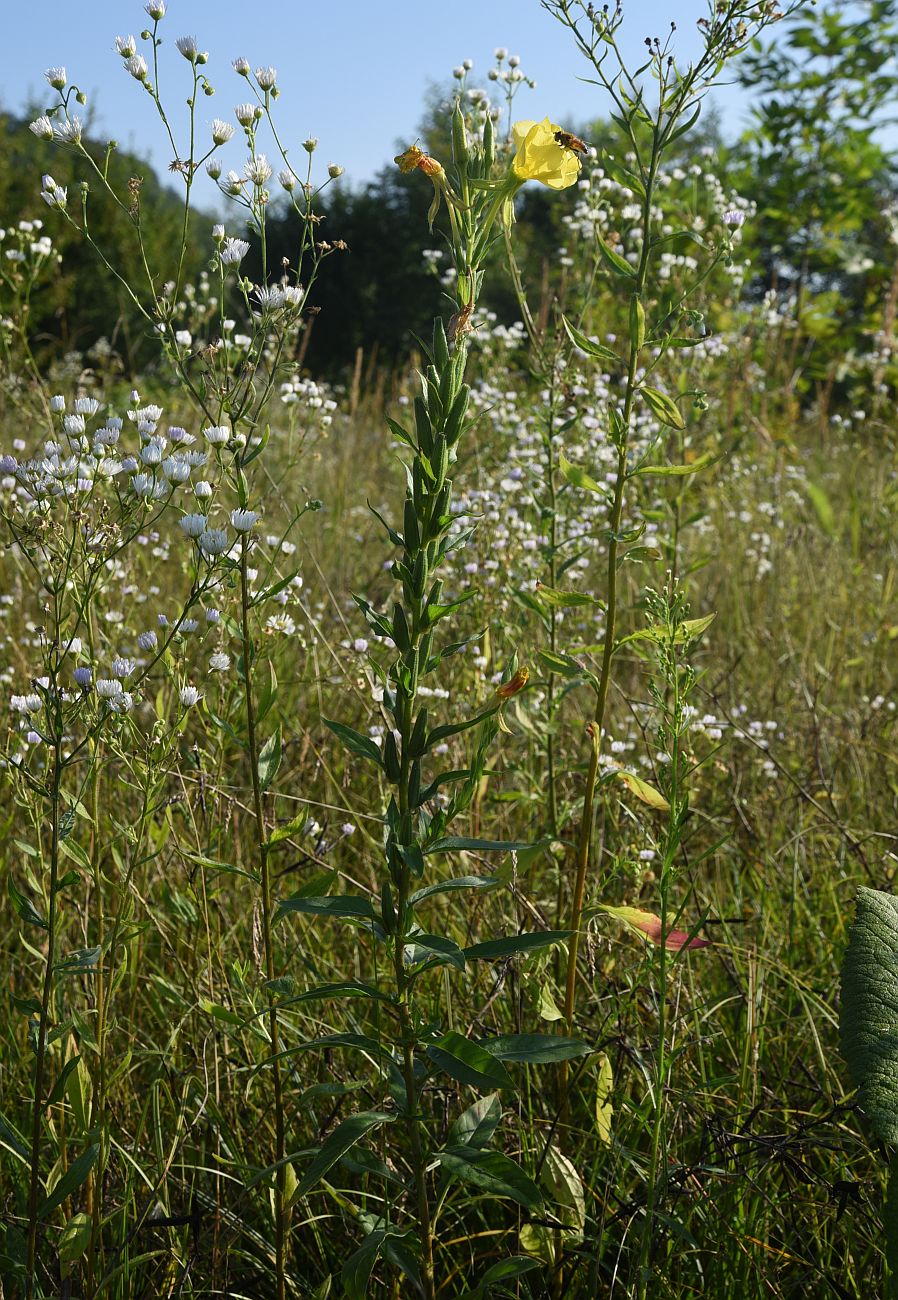 Изображение особи Oenothera biennis.