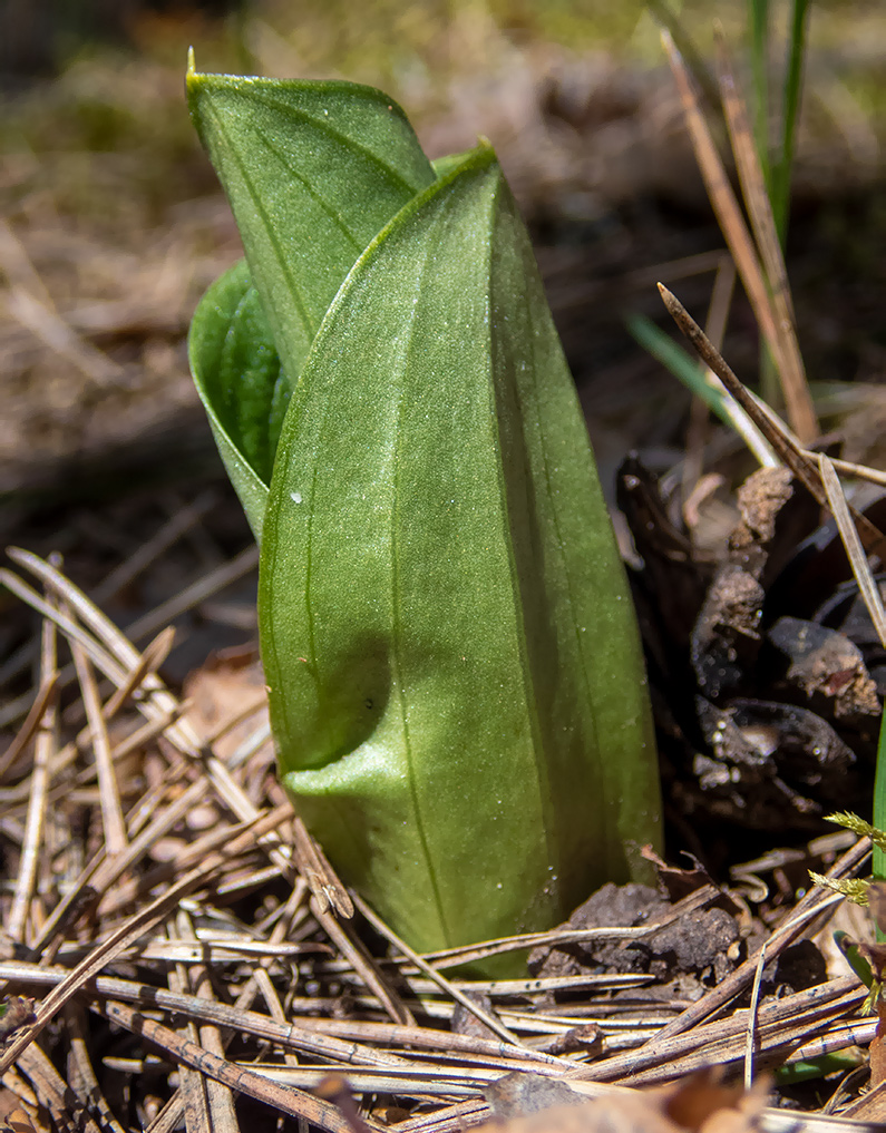 Image of Listera ovata specimen.