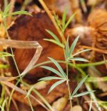 Lathyrus digitatus