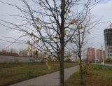 род Tilia