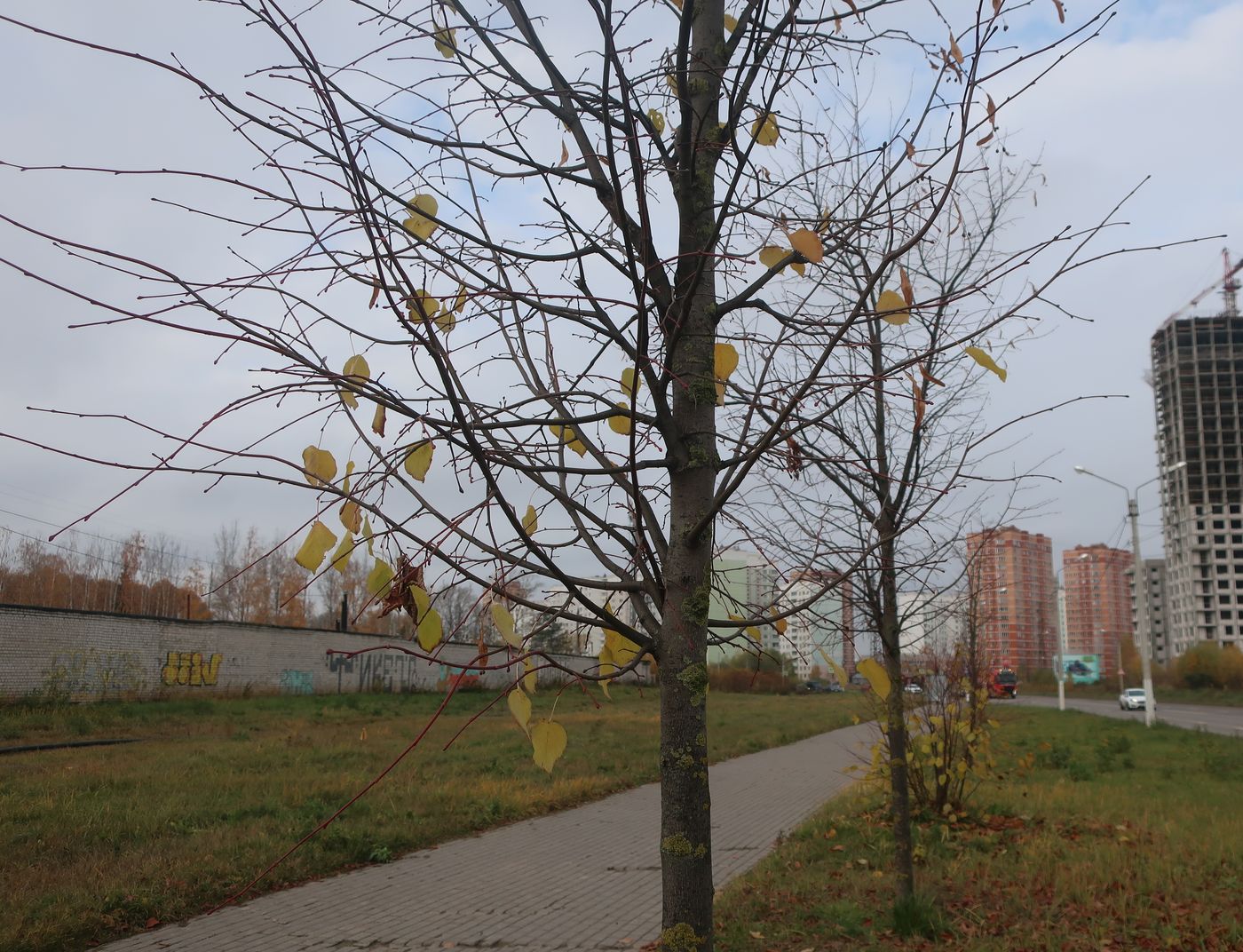 Image of genus Tilia specimen.