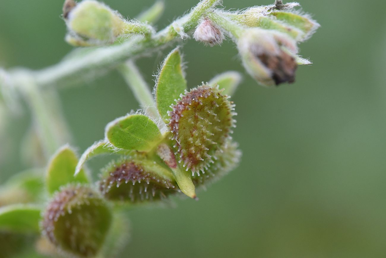 Изображение особи Cynoglossum officinale.