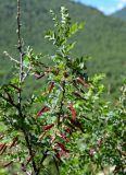 Caragana arborescens