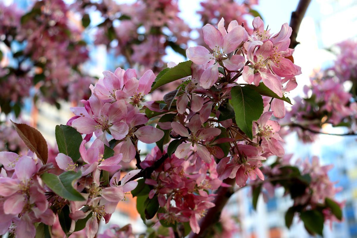 Image of Malus &times; purpurea specimen.