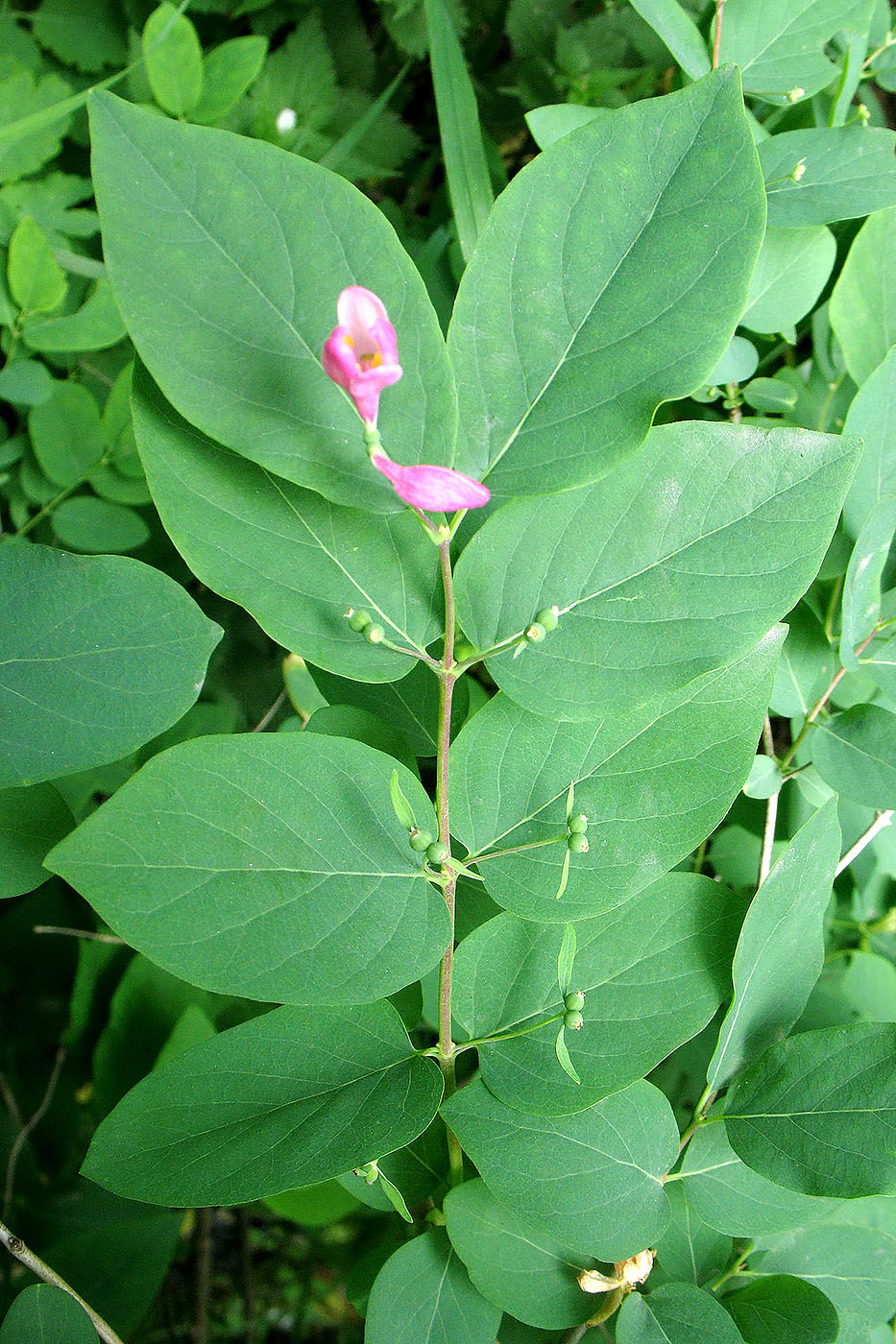 Image of Lonicera tatarica specimen.