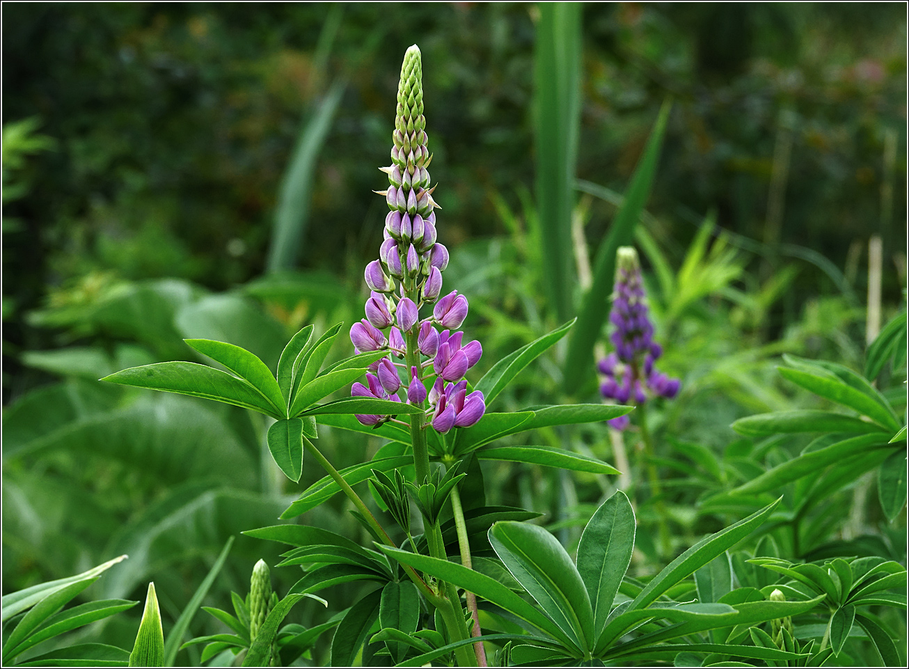 Image of Lupinus polyphyllus specimen.