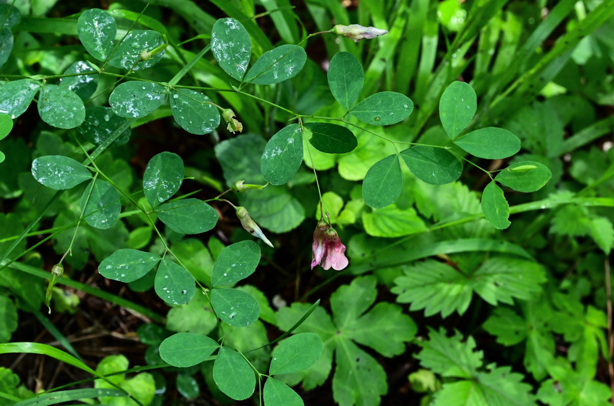 Image of Lathyrus roseus specimen.