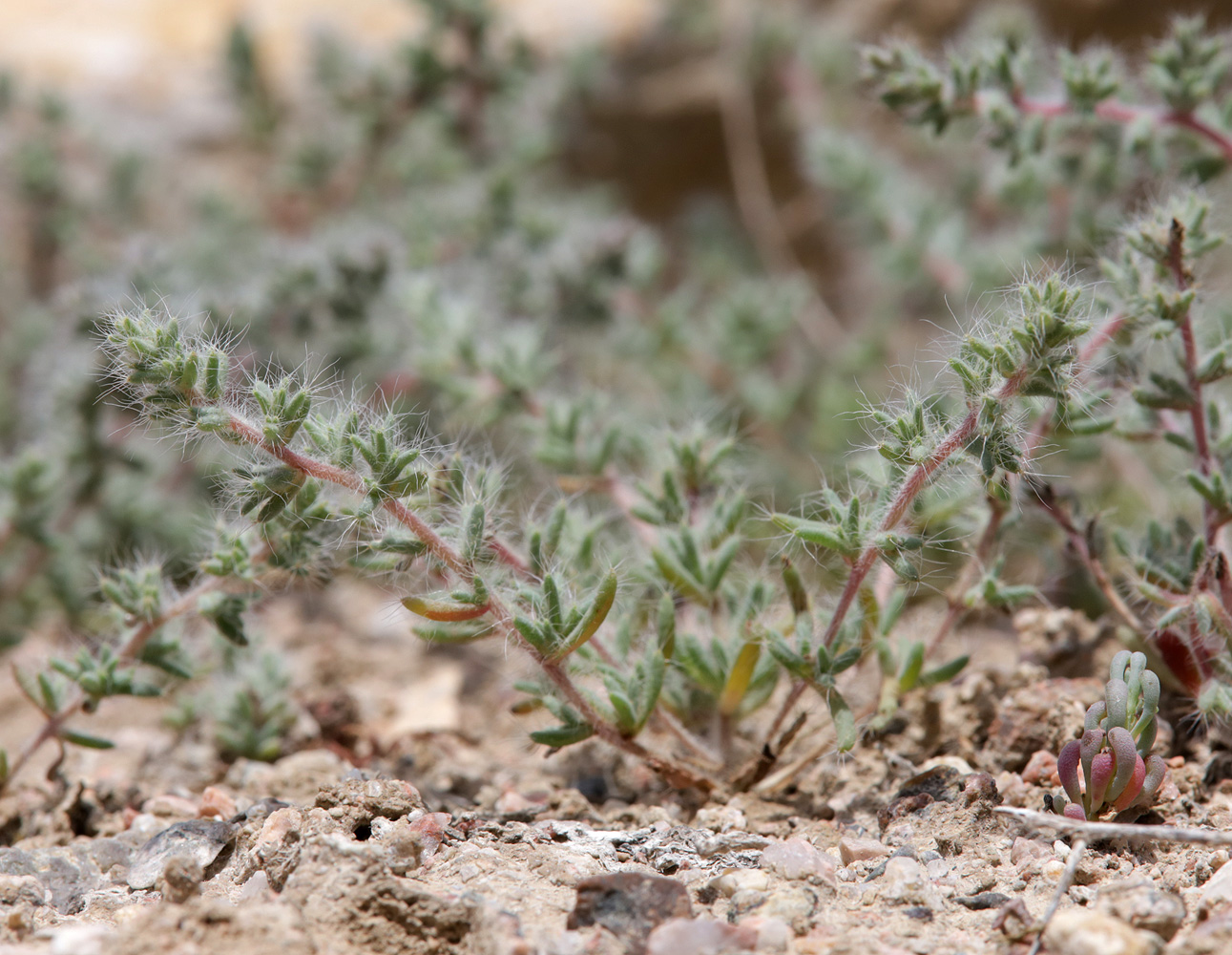 Изображение особи Salsola leptoclada.