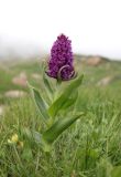 Dactylorhiza euxina. Цветущее растение. Дагестан, Докузпаринский р-н, окр. с. Куруш, влажный луг. 27 июня 2023 г.