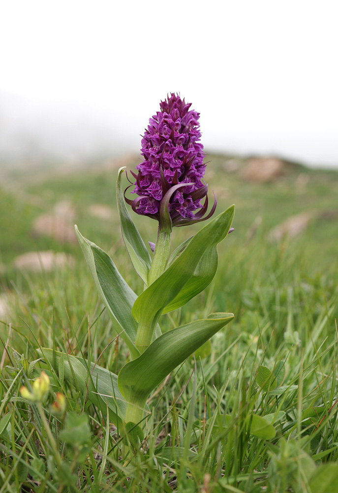 Изображение особи Dactylorhiza euxina.