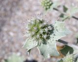 Eryngium maritimum. Соцветие. Крым, пересыпь оз. Донузлав, приморские пески. 14 июля 2023 г.