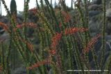 Fouquieria splendens