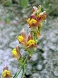 Linaria popovii