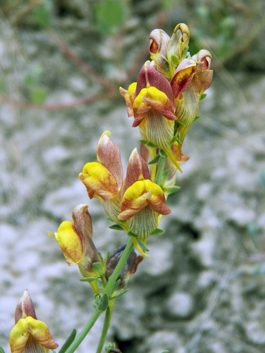 Изображение особи Linaria popovii.