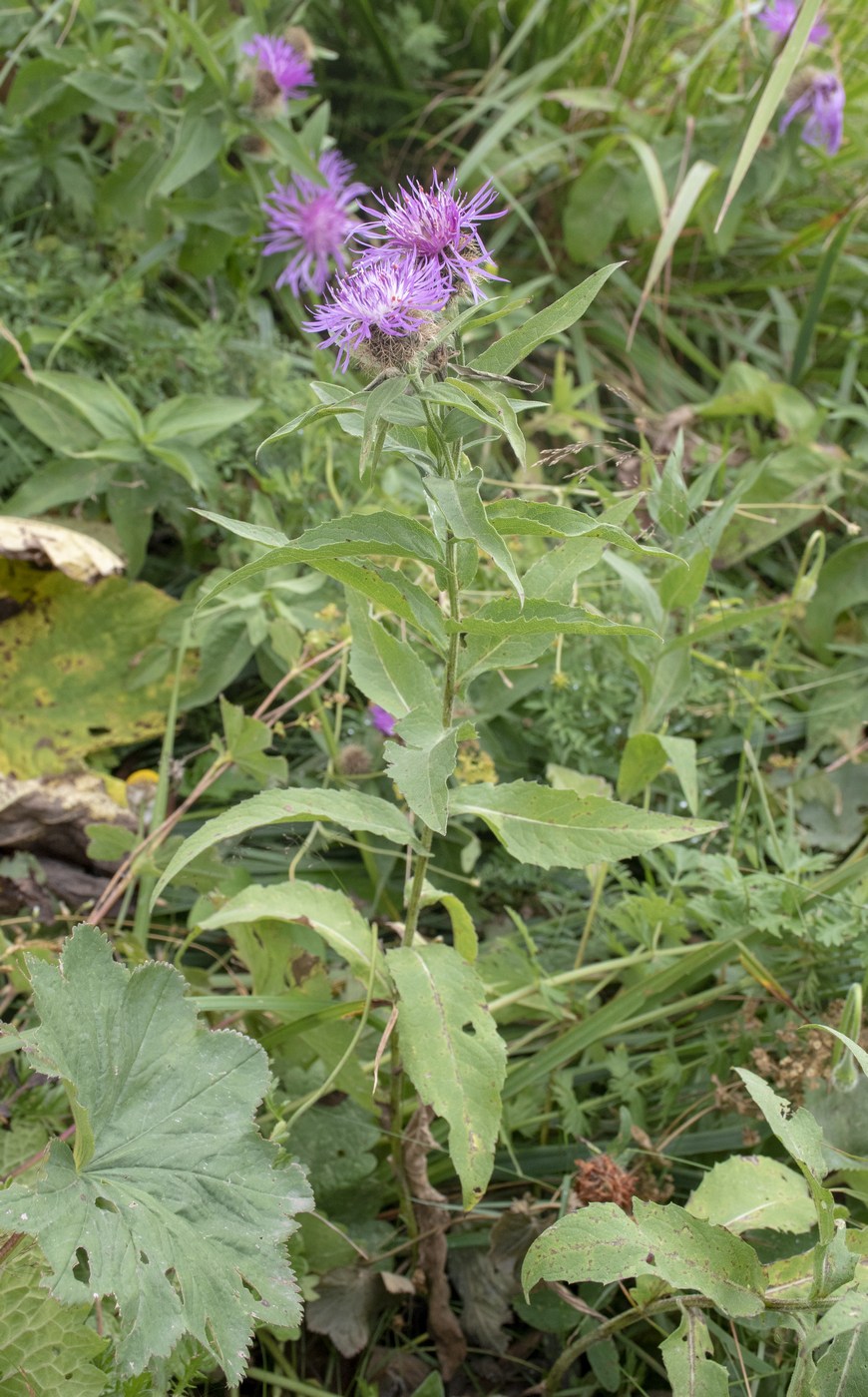 Image of Centaurea abnormis specimen.