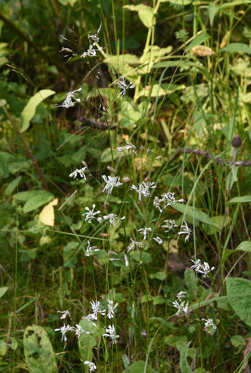 Image of Silene saxatilis specimen.