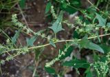 Atriplex tatarica