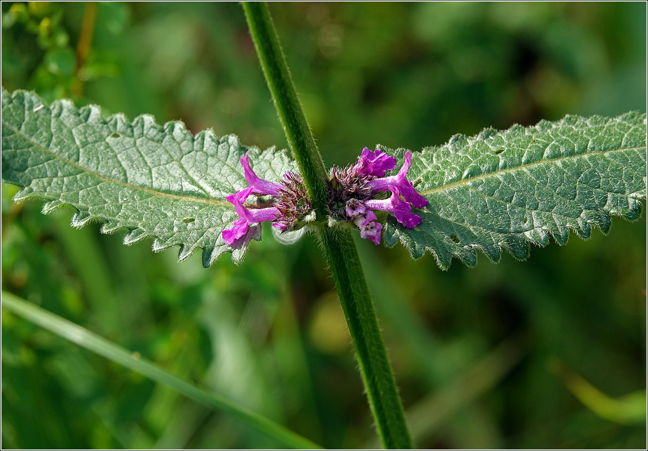 Image of Betonica officinalis specimen.