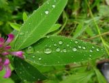 Trifolium medium