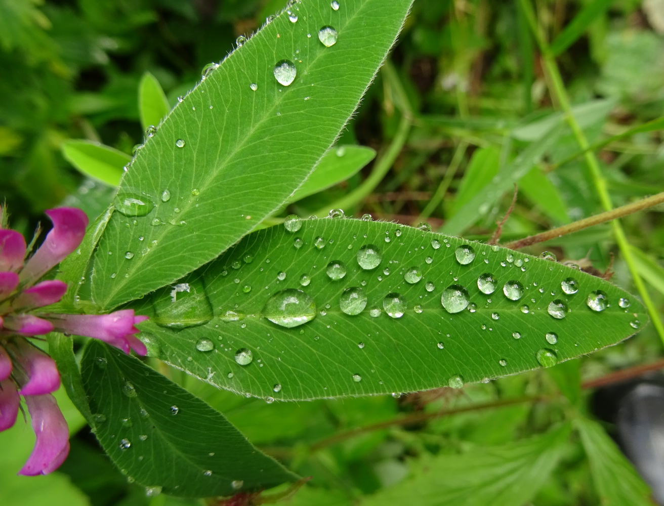 Изображение особи Trifolium medium.