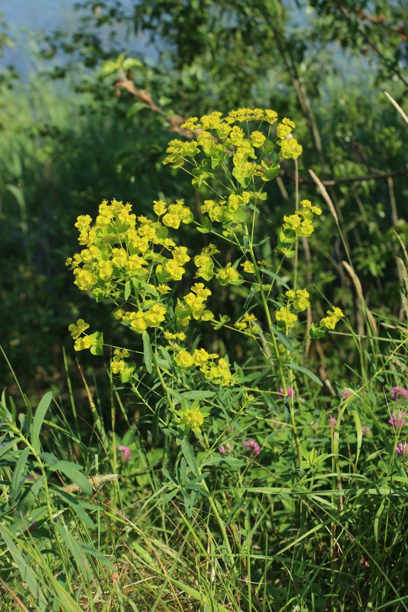 Изображение особи Euphorbia virgata.
