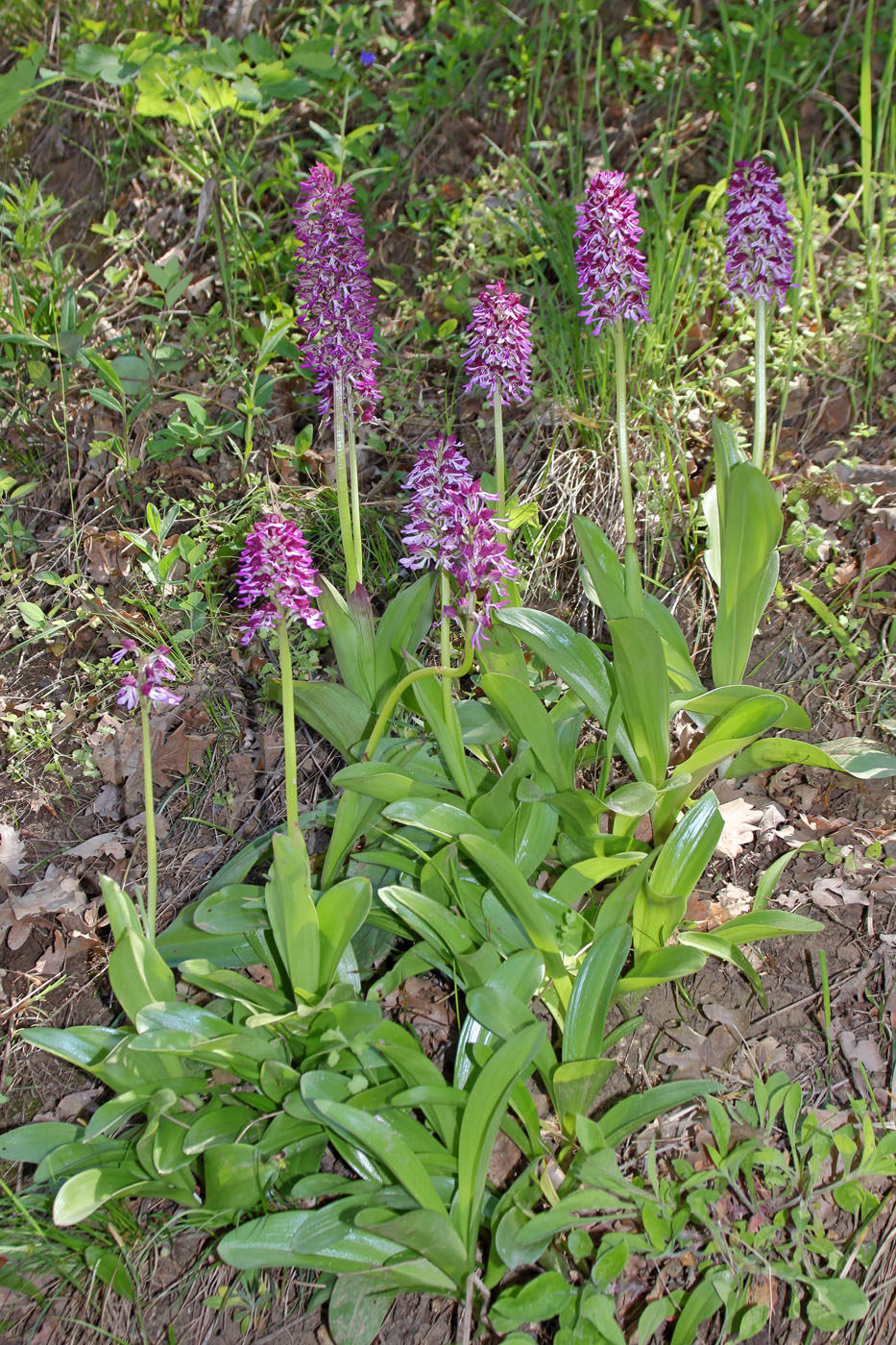 Image of Orchis purpurea ssp. caucasica specimen.