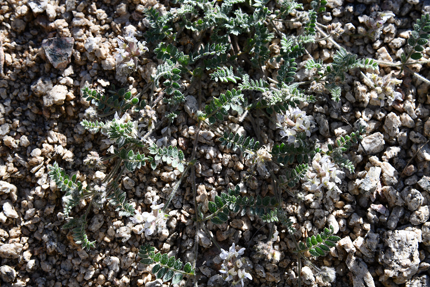 Image of Oxytropis brachycarpa specimen.