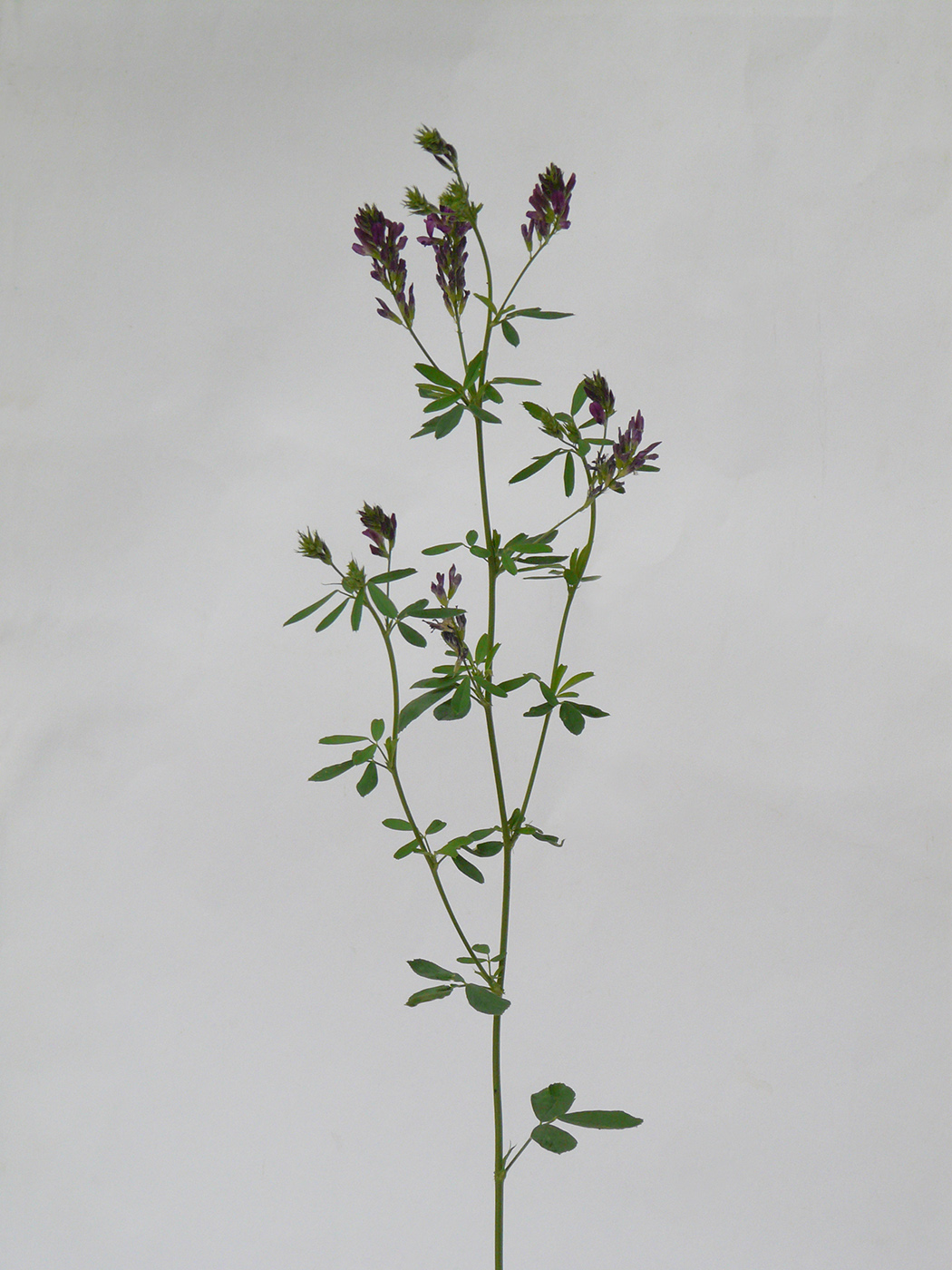 Image of Medicago sativa specimen.