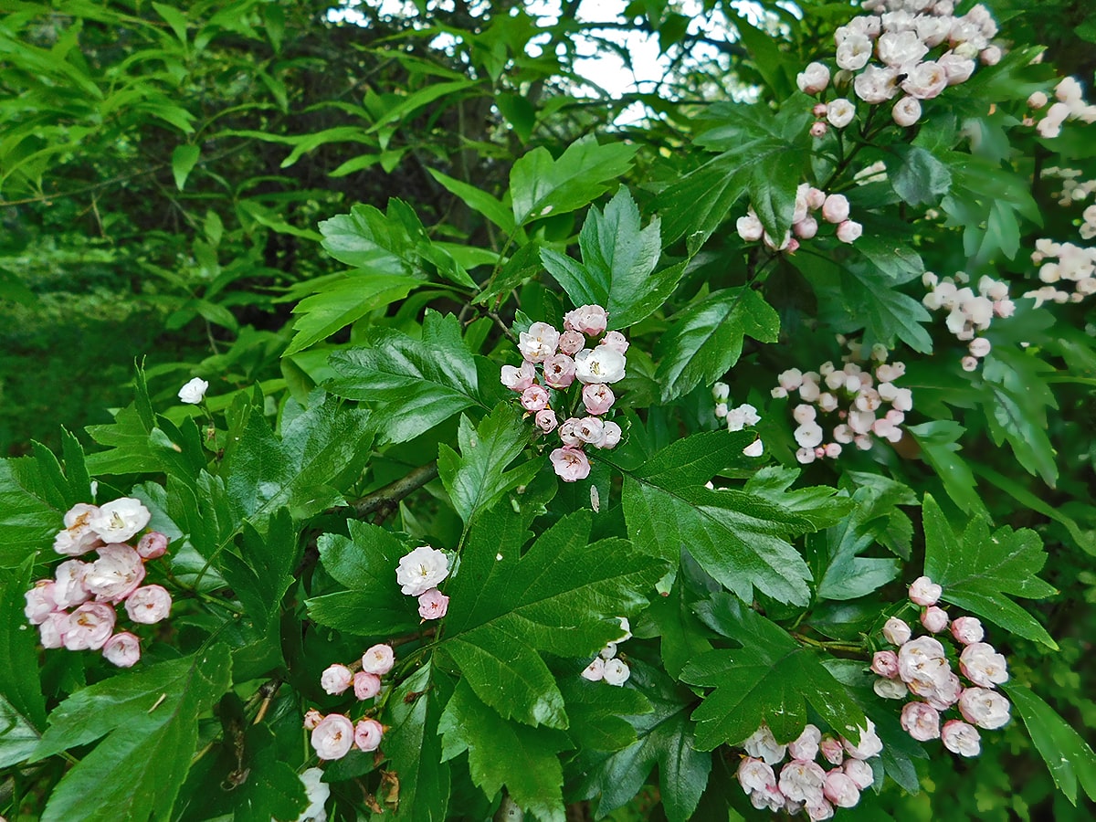 Изображение особи Crataegus × mordenensis.