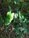 Arum italicum подвид albispathum. Цветущее растение. Краснодарский край, городской округ Сочи, Хостинский р-н, у дороги к Мацестинскому лесопарку. 19.05.2023.