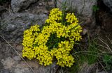 Erysimum gelidum. Цветущее растение в сообществе с Poaceae. Армения, обл. Арагацотн, гора Арагац, берег оз. Кари, ≈ 3200 м н.у.м., каменистый склон. 20.06.2022.