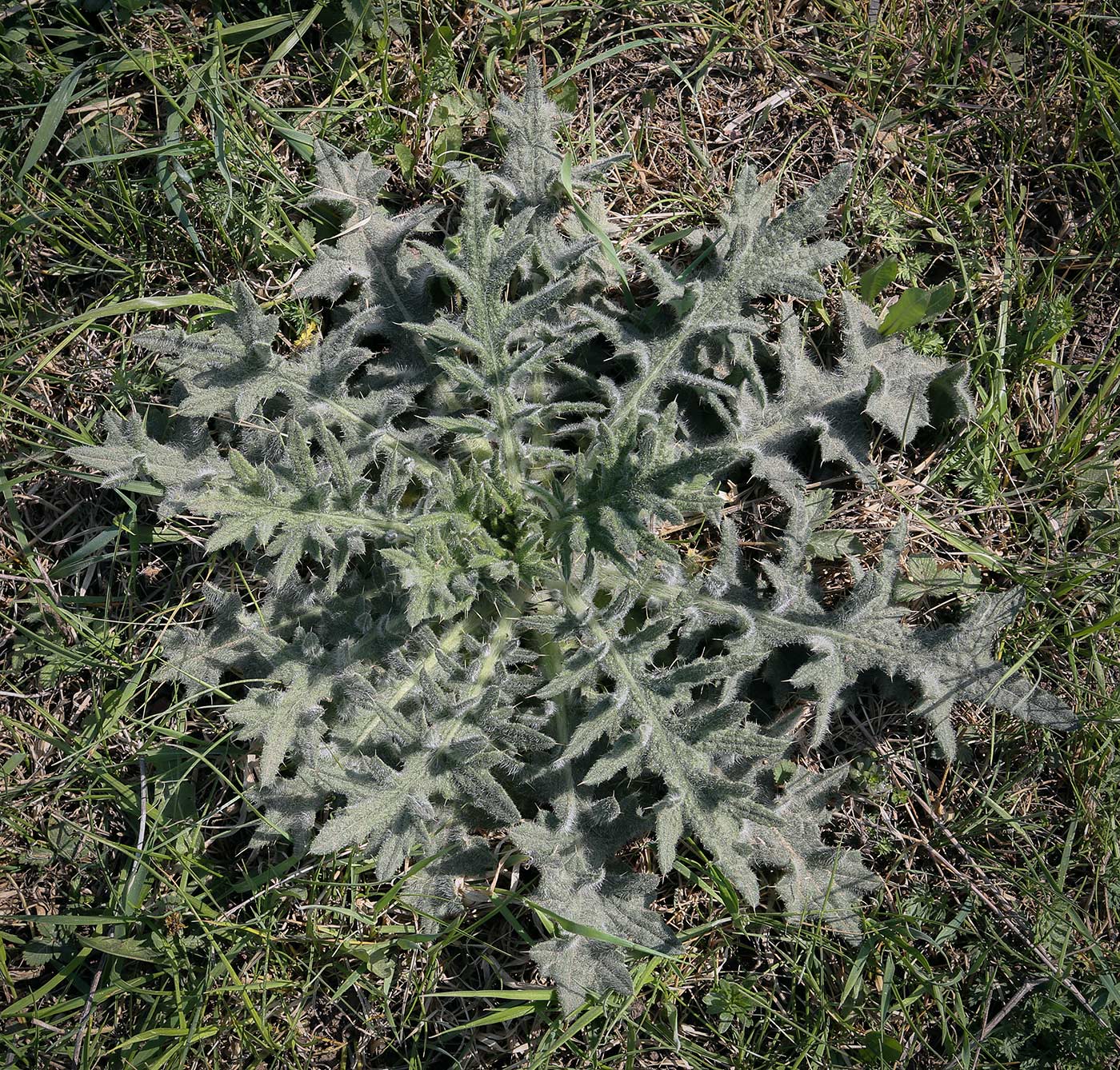 Image of Cirsium vulgare specimen.