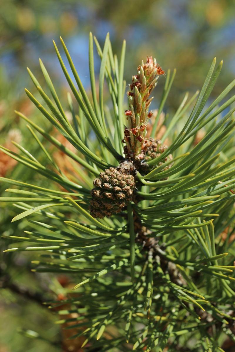 Изображение особи Pinus sylvestris.