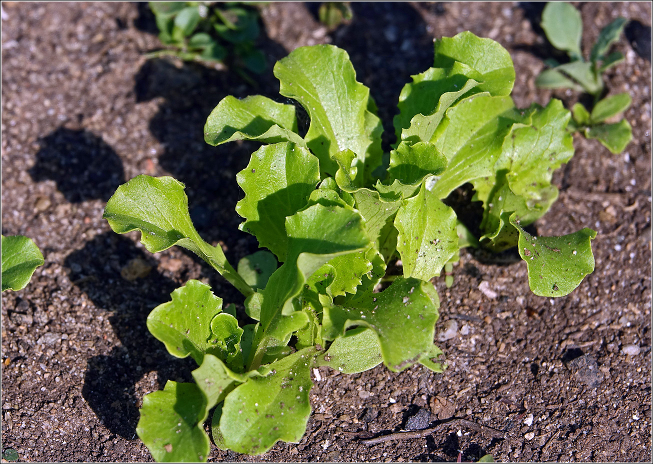 Image of Lactuca sativa specimen.