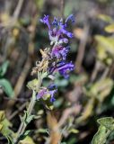 Nepeta mussinii. Соцветие. Армения, обл. Арагацотн, окр. с. Агарак, ≈ 1000 м н.у.м., каменистый склон. 20.06.2022.