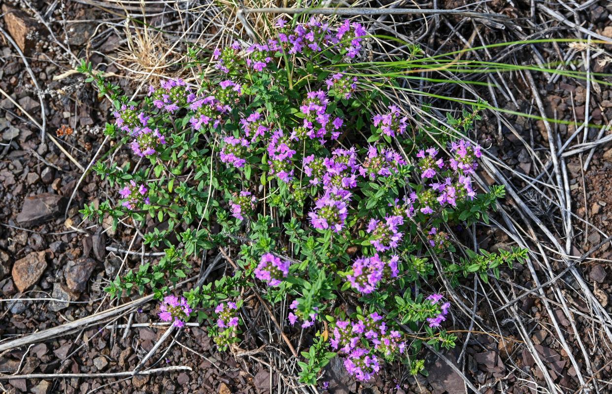 Изображение особи род Thymus.