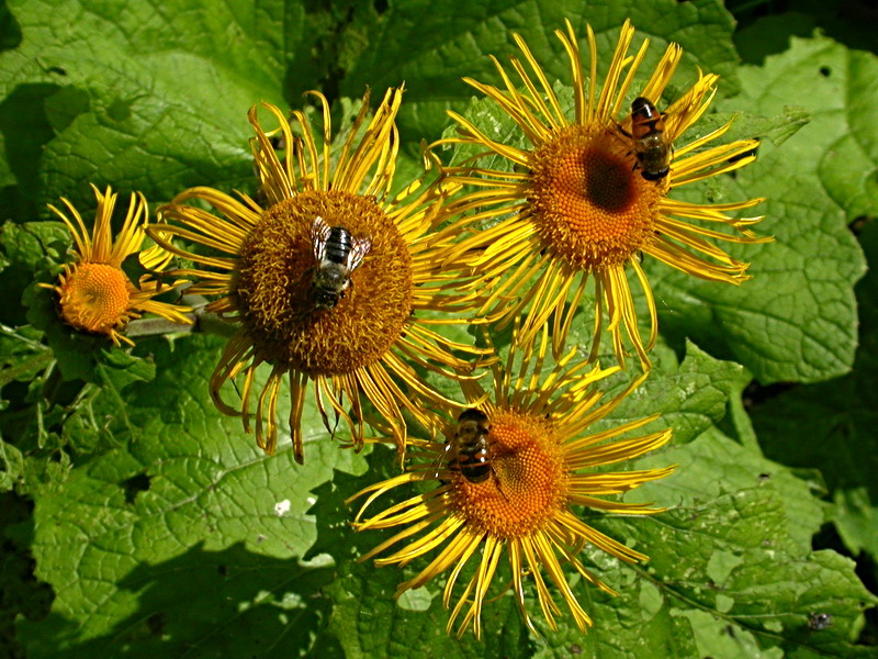 Изображение особи Telekia speciosa.