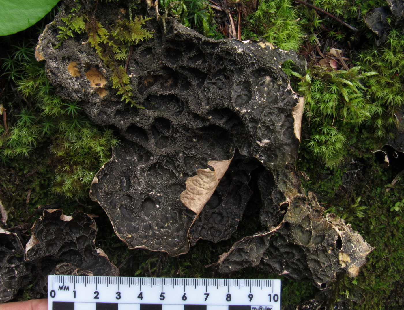Image of Lobaria retigera specimen.