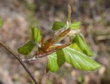 Fagus sylvatica. Часть веточки. Испания, автономное сообщество Каталония, провинция Жирона, комарка Ла-Гарроча, муниципалитет Ла-Валь-де-Бианья, подр-н (субкомарка) Л’Альта-Гарроча, 870 м н.у.м., перевал Capsacosta, смешанный лес. 12.04.2024.