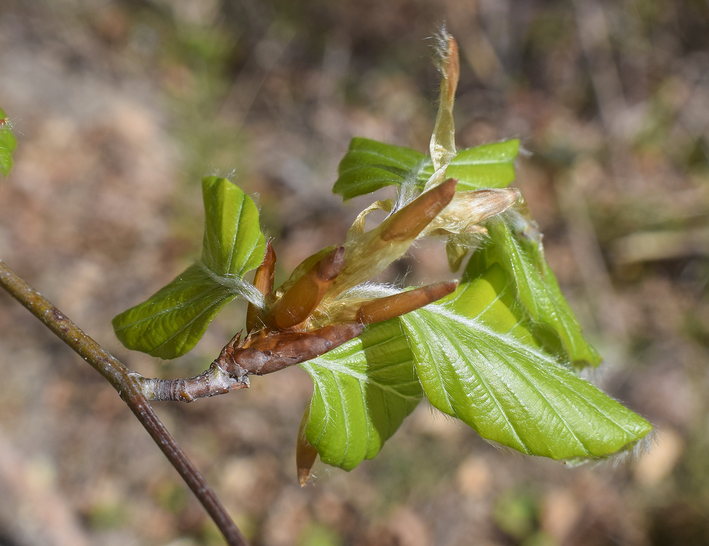 Изображение особи Fagus sylvatica.