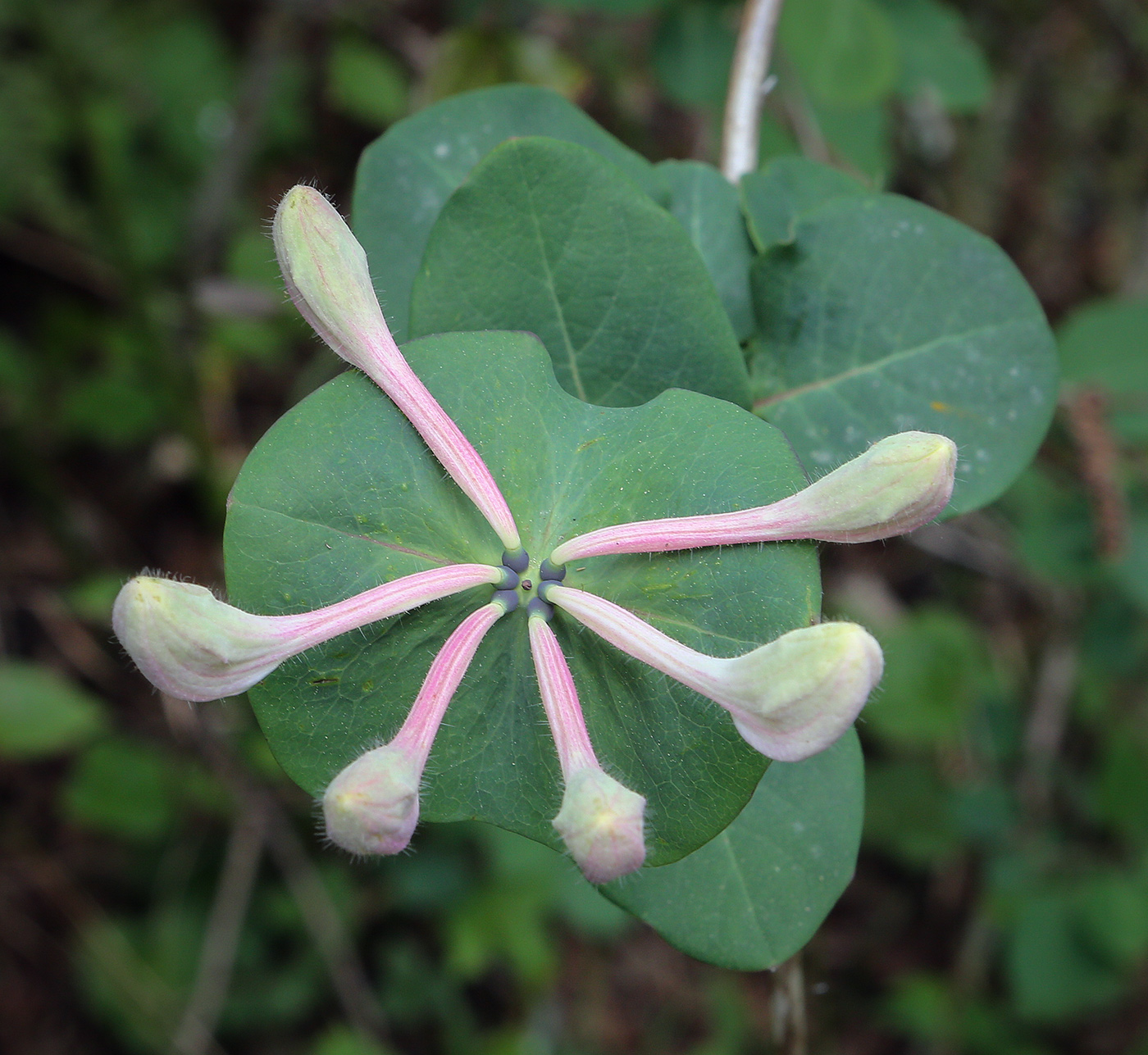 Image of Lonicera caprifolium specimen.