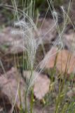 genus Stipa. Ости плодов. Казахстан, Алматинская обл., Илийский р-н, правый борт долины (каньона) р. Курты, каменистый степной склон. 29 апреля 2024 г.