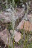 genus Stipa