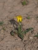 familia Asteraceae