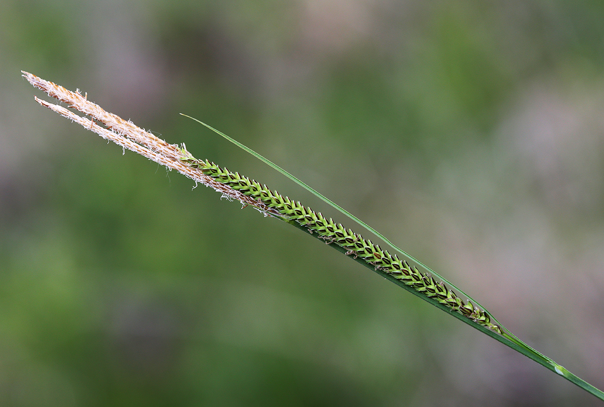 Изображение особи Carex appendiculata.
