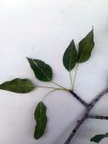 Pyrus korshinskyi