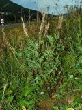 Hedysarum neglectum. Плодоносящее растение. Республика Алтай, Шебалинский р-н. 22.08.2010.