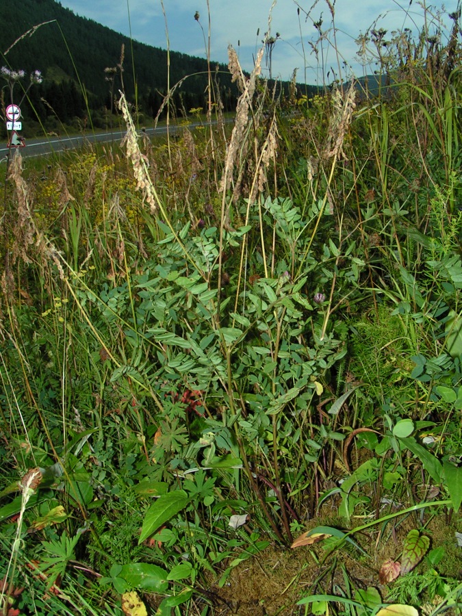 Изображение особи Hedysarum neglectum.